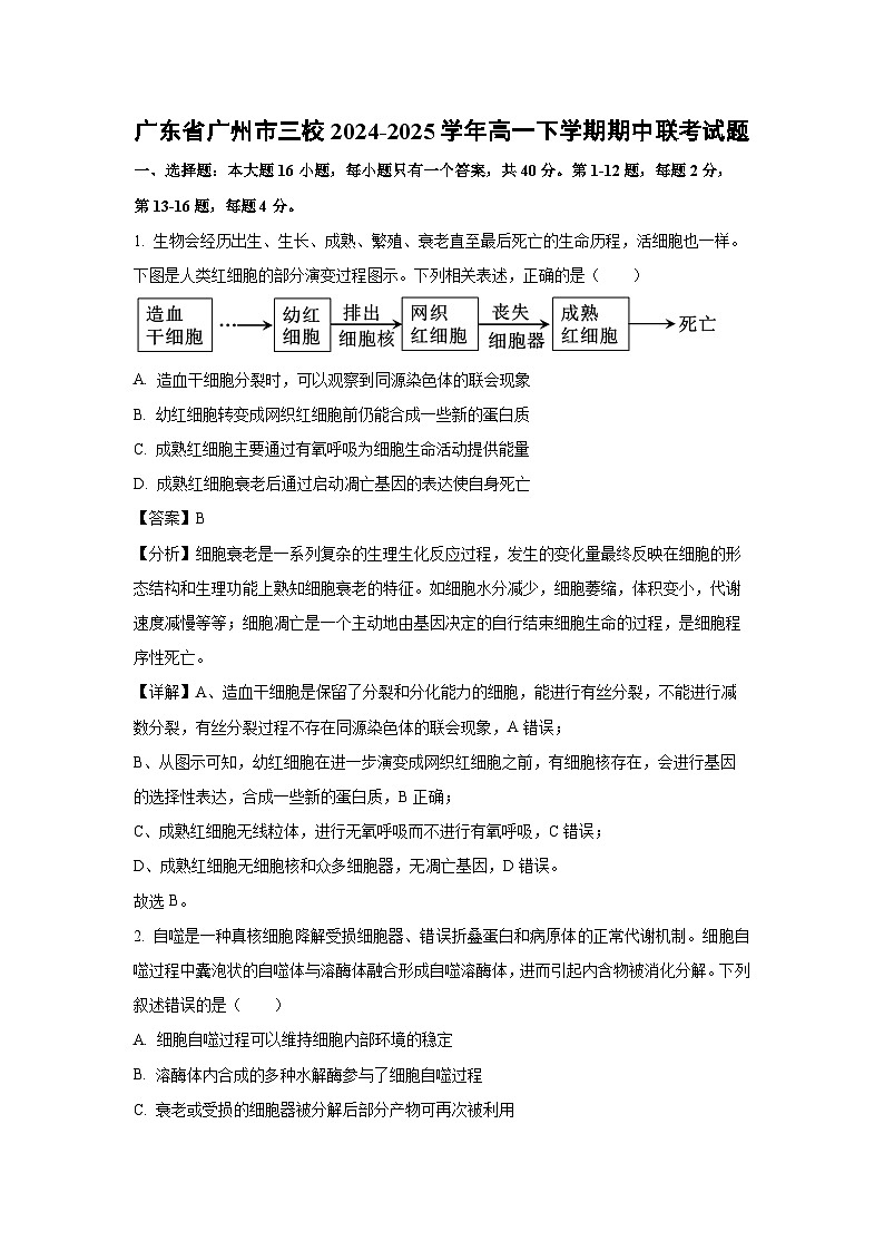 广东省广州市三校2024-2025学年高一下学期期中联考生物试卷（解析版）第1页