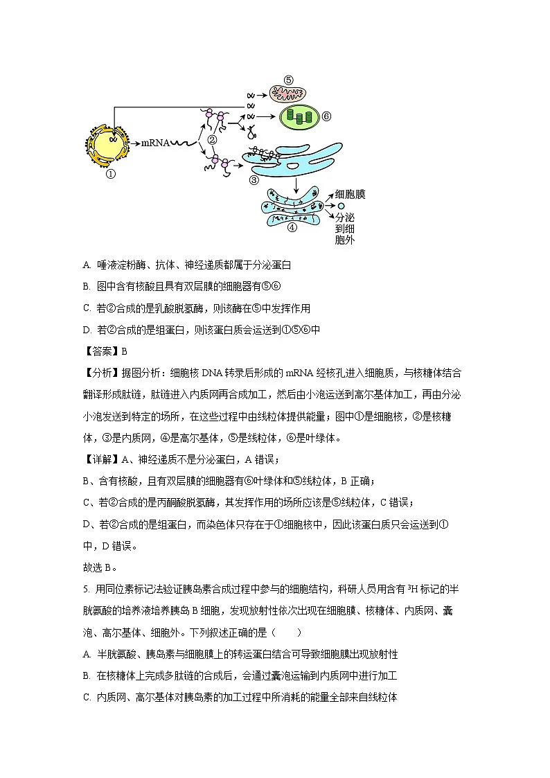 山西省吕梁地区卓越联盟2024-2025学年高二下学期5月冲刺考生物试卷（解析版）第3页
