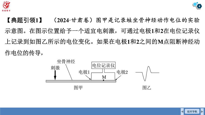 高考生物【一轮复习】课件   第八单元   微专题七　兴奋传导与传递的相关实验探究第4页