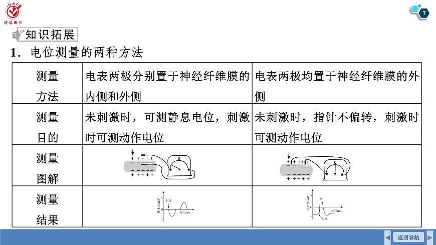 高考生物【一轮复习】课件   第八单元   微专题七　兴奋传导与传递的相关实验探究第7页