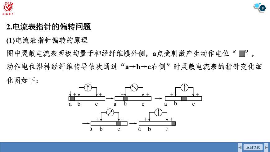 高考生物【一轮复习】课件   第八单元   微专题七　兴奋传导与传递的相关实验探究第8页