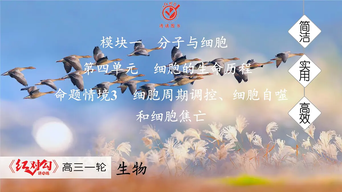 高考生物【一轮复习】课件　第四单元　命题情境3　细胞周期调控、细胞自噬和细胞焦亡第1页