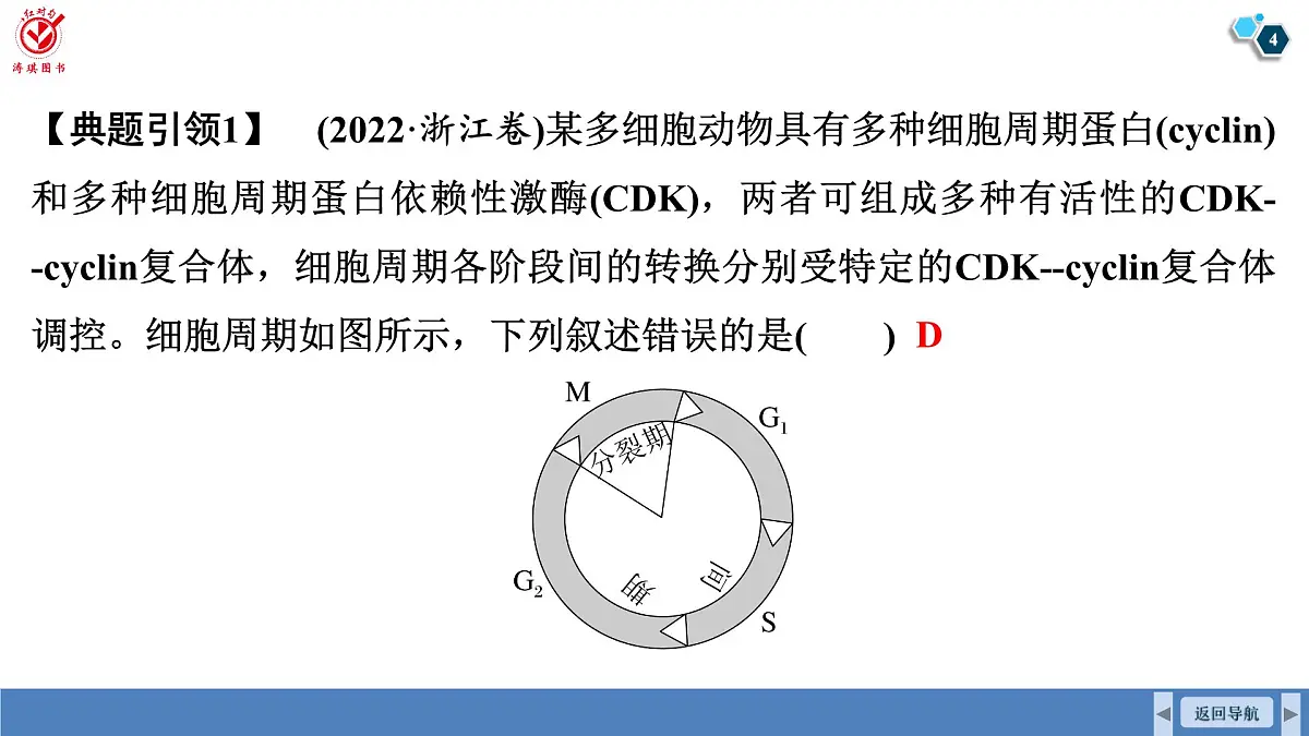 高考生物【一轮复习】课件　第四单元　命题情境3　细胞周期调控、细胞自噬和细胞焦亡第4页