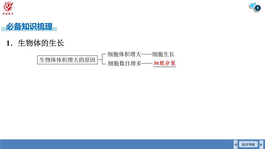 高考生物【一轮复习】课件　第四单元　第一十七课时　细胞的增殖第5页