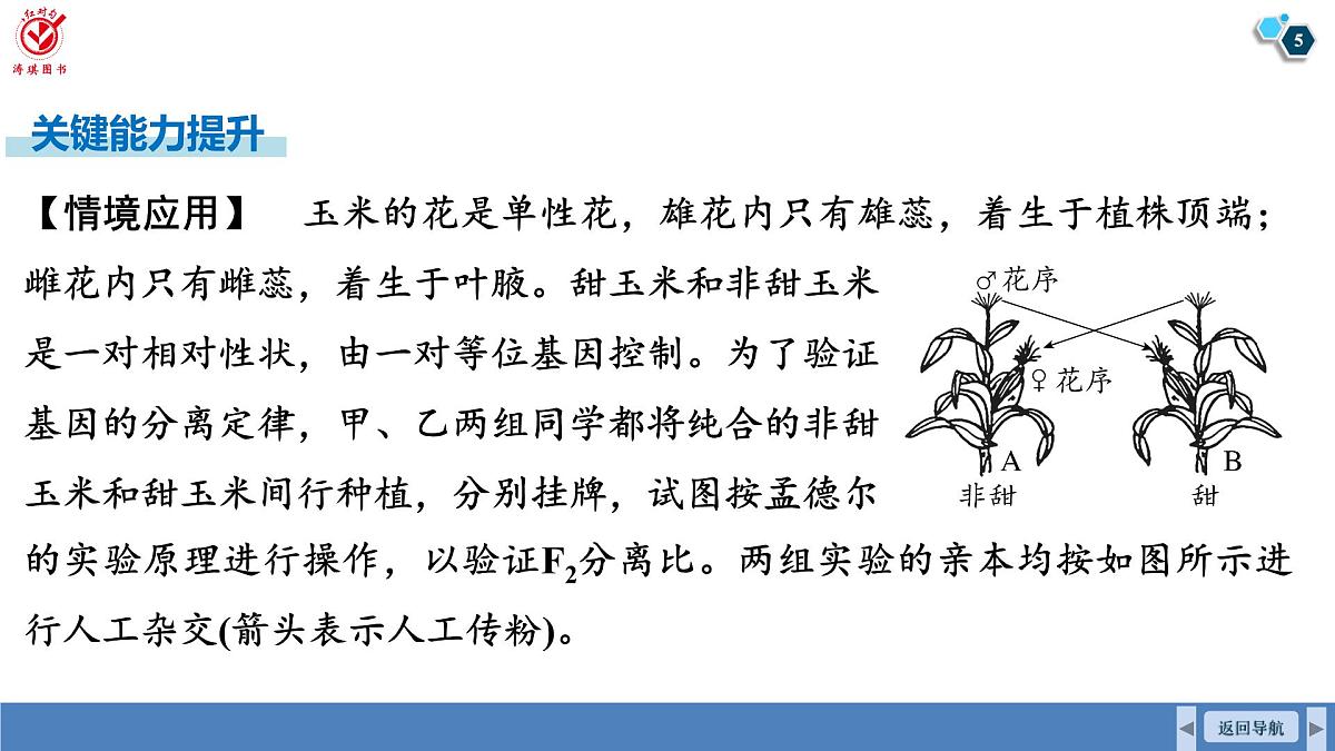 高考生物【一轮复习】课件　第五单元　第二十二课时　分离定律的常规应用和概率计算第5页