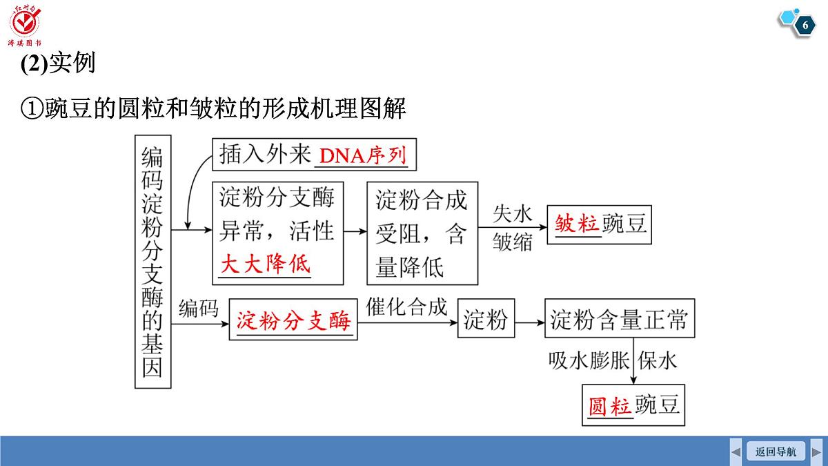 高考生物【一轮复习】课件　第六单元　第二十九课时　基因表达与性状的关系第6页