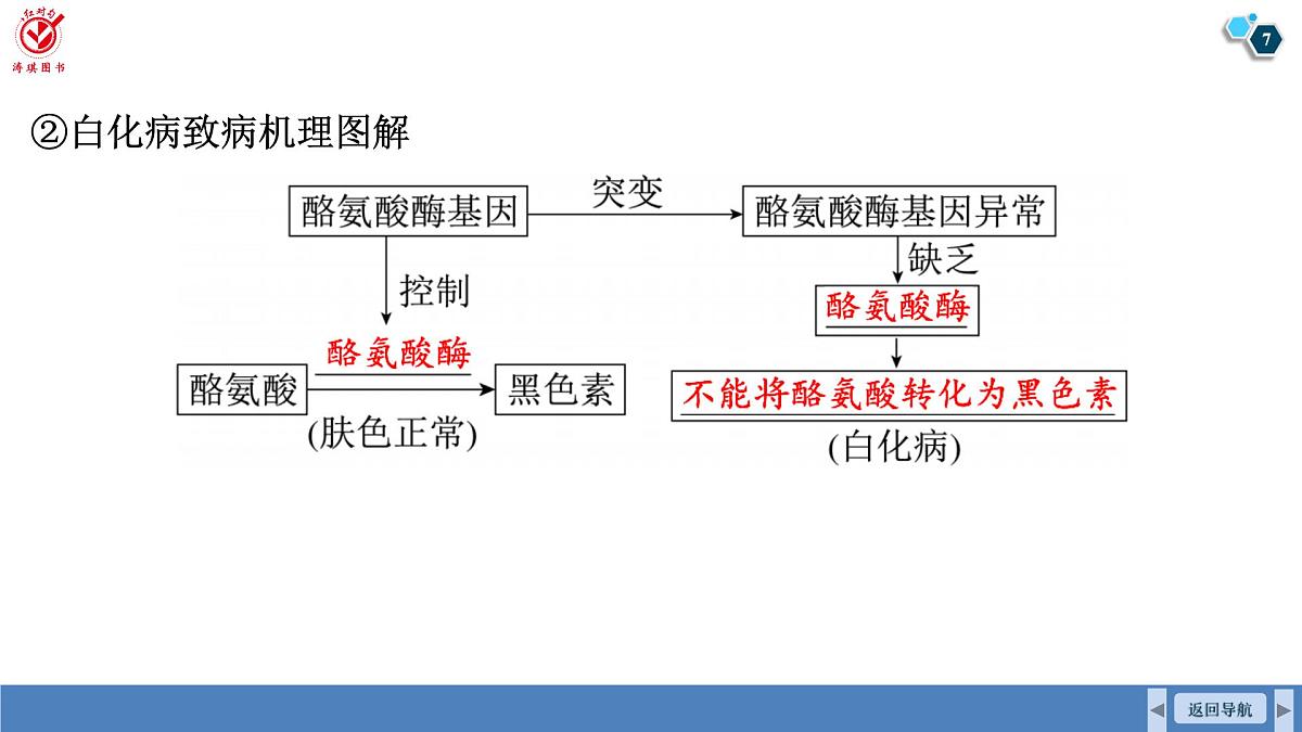 高考生物【一轮复习】课件　第六单元　第二十九课时　基因表达与性状的关系第7页