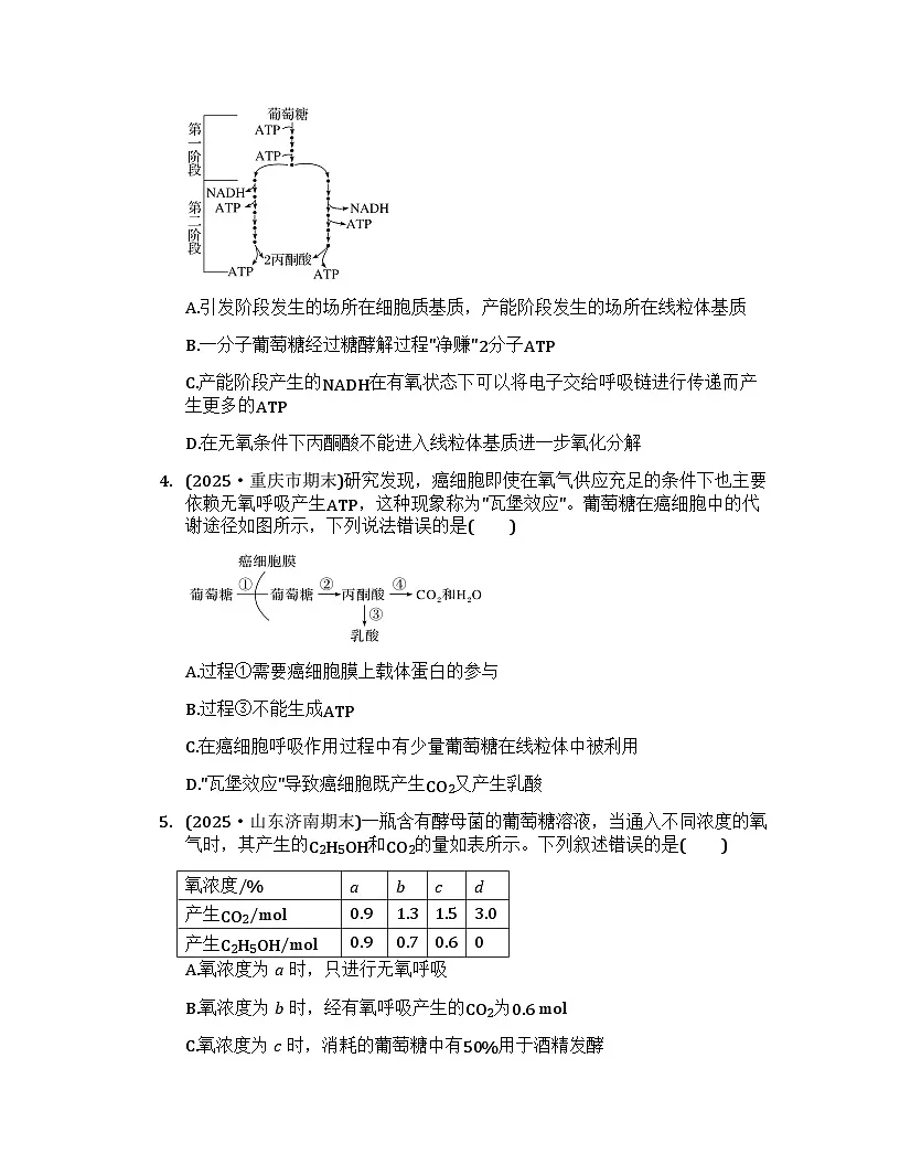 2026届高考生物一轮基础复习训练12 细胞呼吸的方式和过程第2页