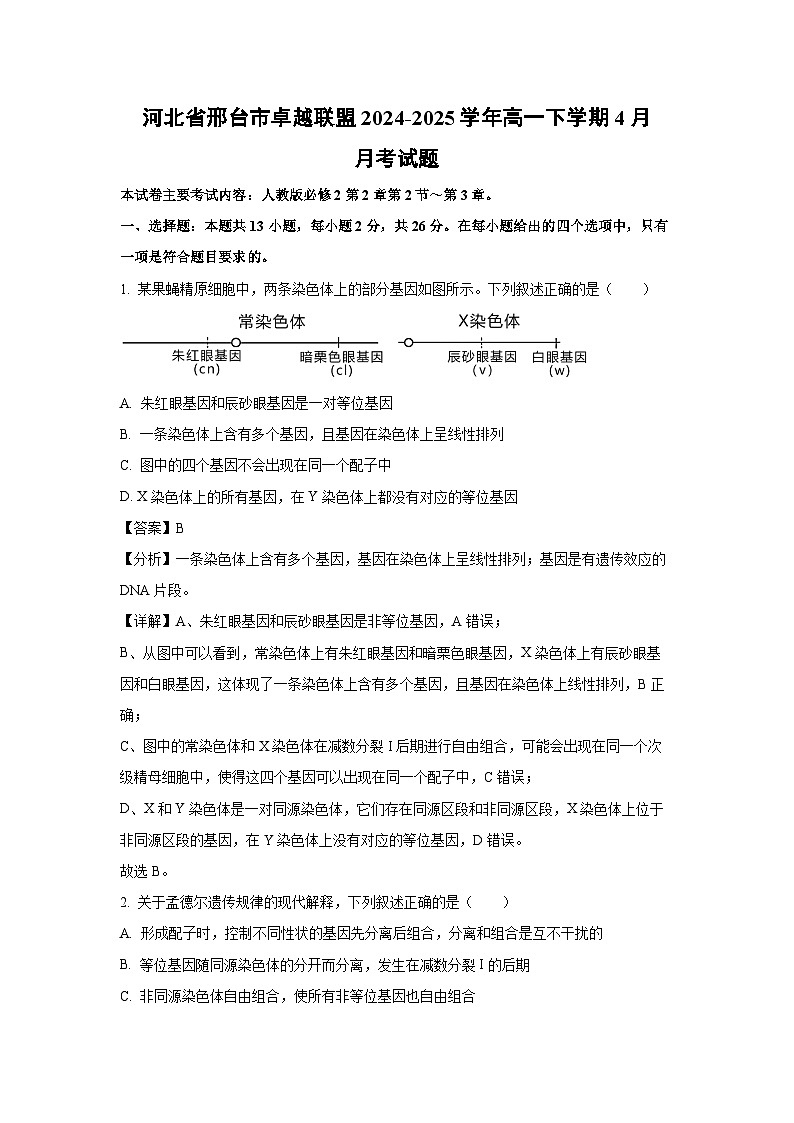 河北省邢台市卓越联盟2024-2025学年高一下学期下4月月考生物试卷（解析版）第1页