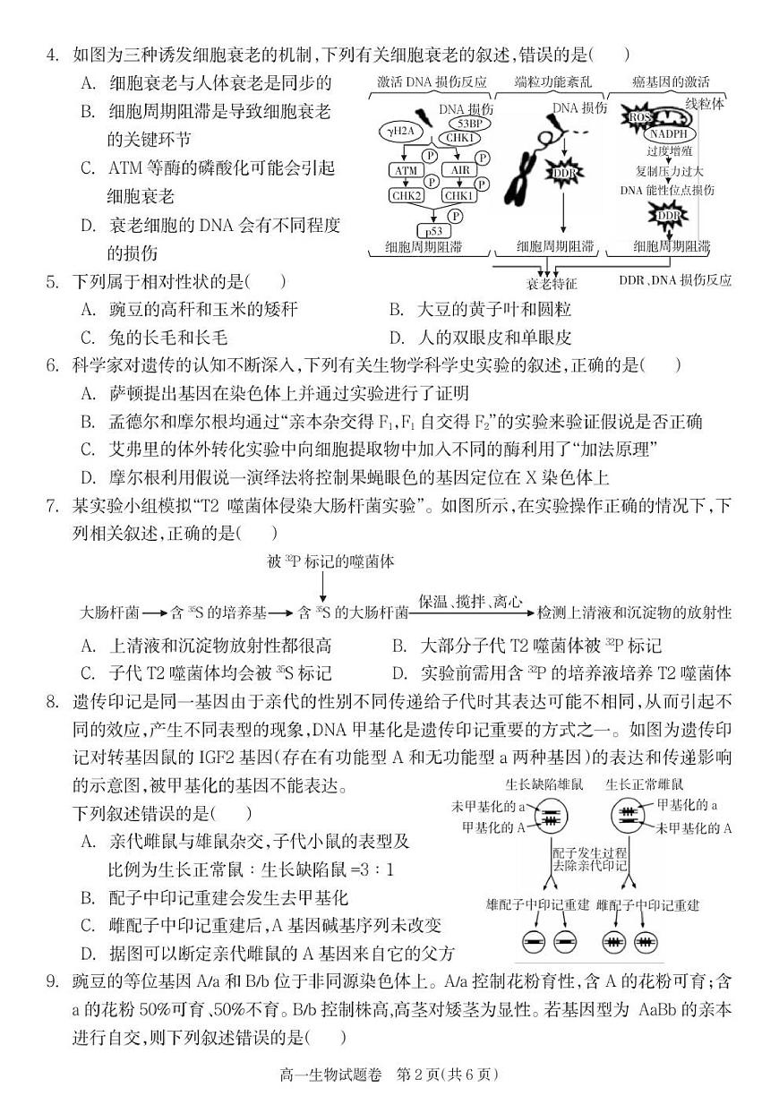 湖南省邵阳市新邵县2024-2025学年高一下学期期末考试生物试题第2页