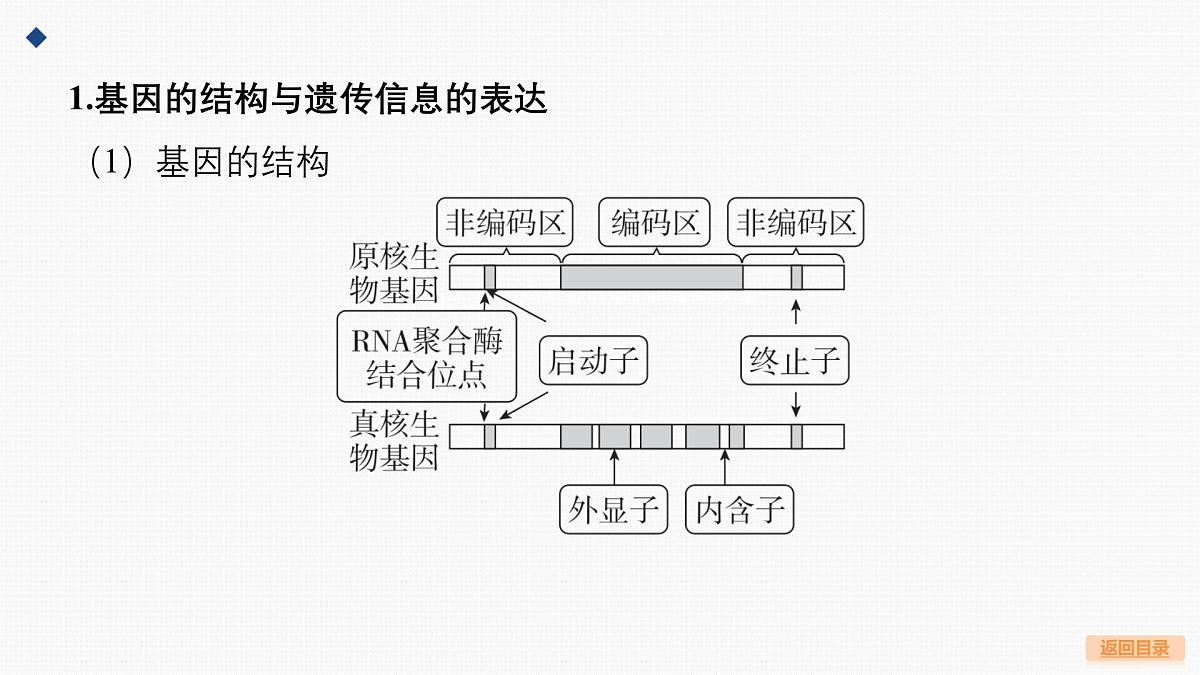 微专题7 基因表达的调控第3页