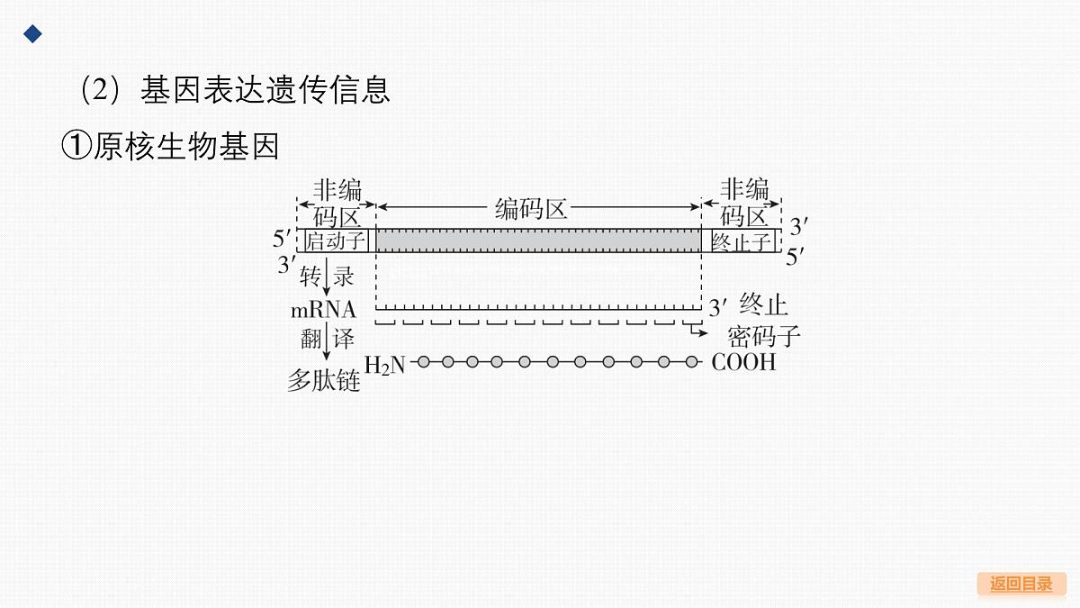 微专题7 基因表达的调控第4页
