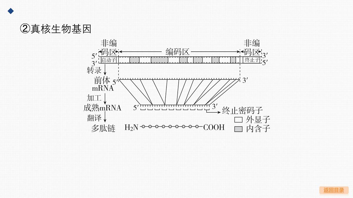 微专题7 基因表达的调控第5页