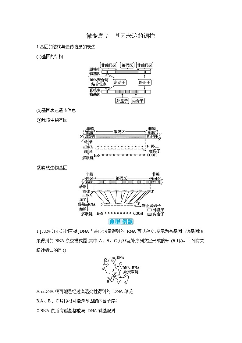 05 微专题7　基因表达的调控 【正文】【听课手册】第1页