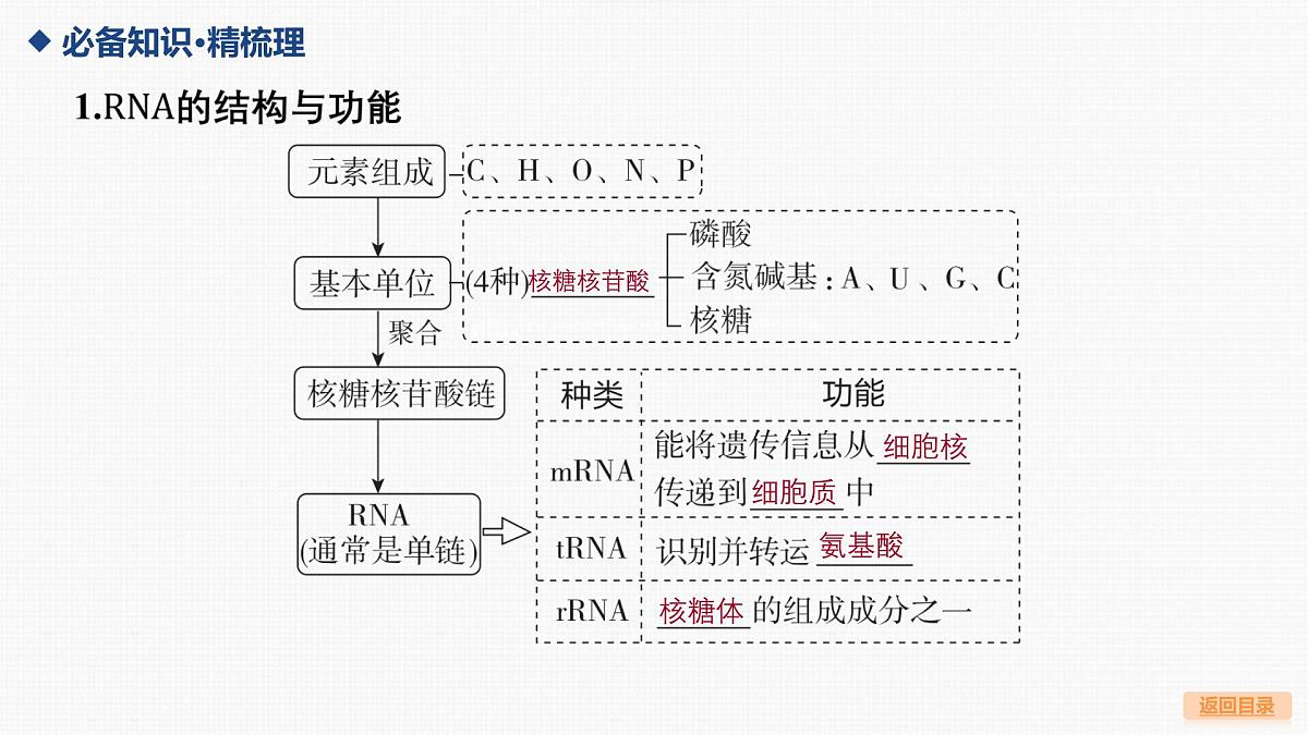 第19讲 基因的表达-第1课时 遗传信息的转录和翻译第5页