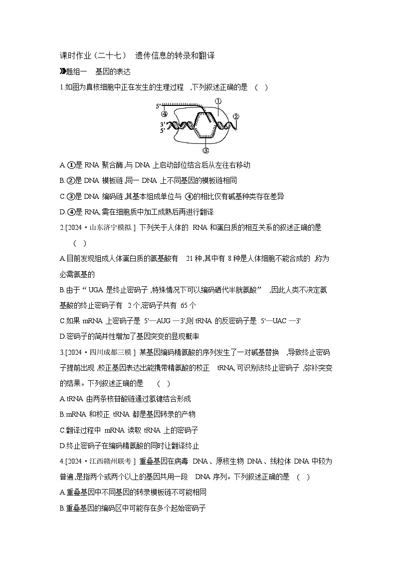 29 课时作业(二十七)　遗传信息的转录和翻译 【正文】【作业手册】第1页