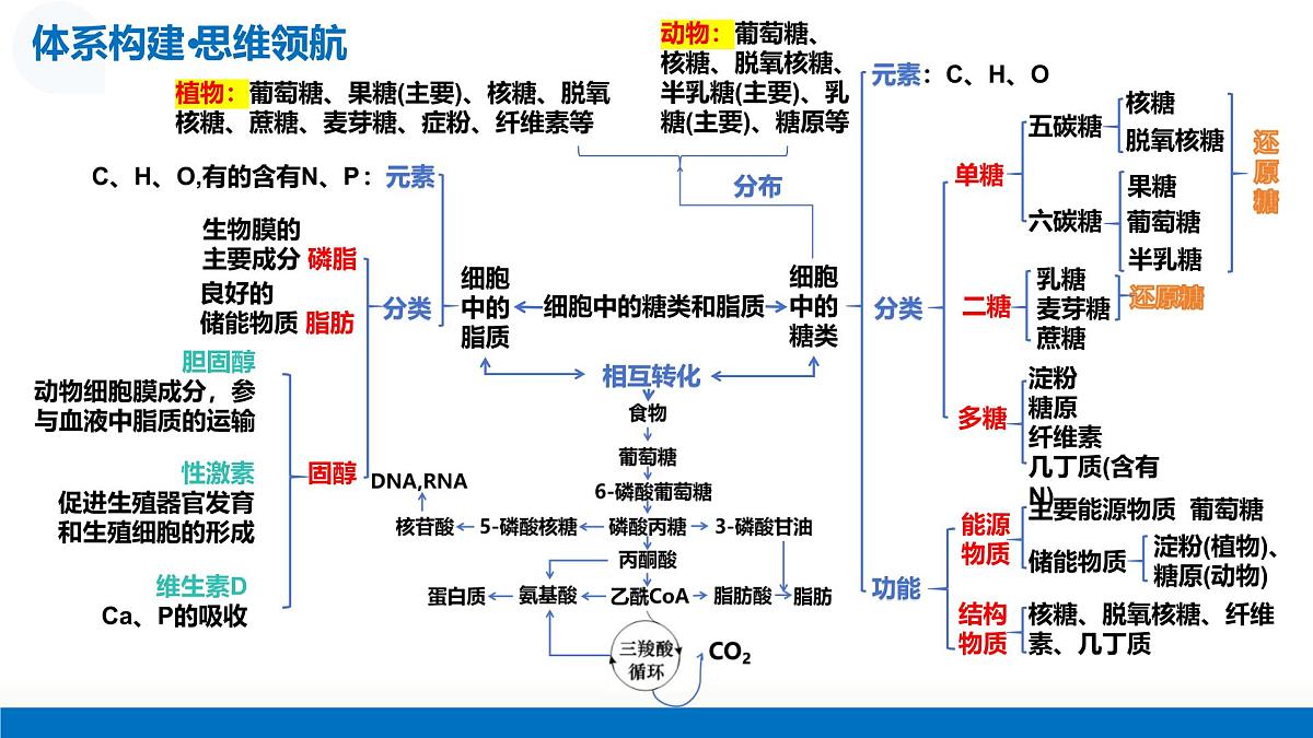 第03讲 糖类和脂质（复习课件）-2026年高考生物一轮复习讲练测（全国通用）第8页