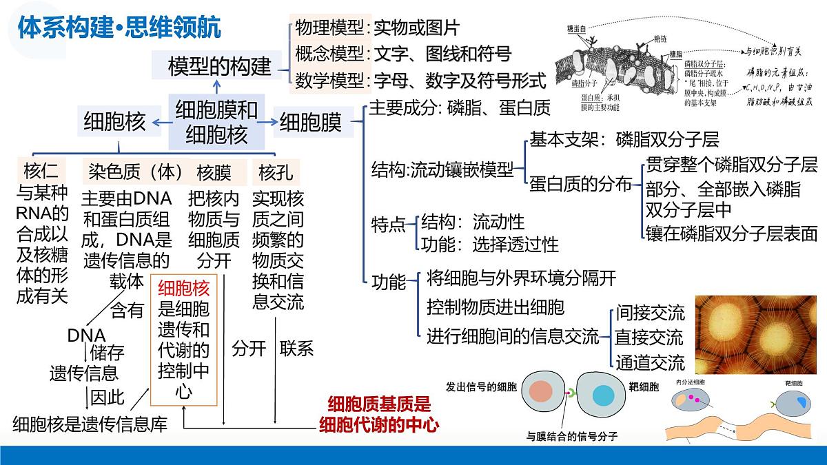 第05讲 细胞膜和细胞核（复习课件）-2026年高考生物一轮复习讲练测（全国通用）第8页