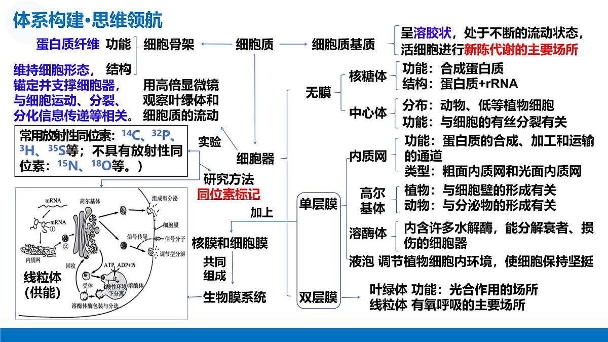 第06讲 细胞器和生物膜系统（复习课件）-2026年高考生物一轮复习讲练测（全国通用）第8页