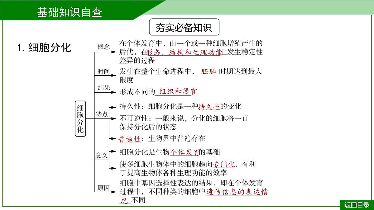2026届高考生物一轮专题复习：专题4 第3讲 细胞的分化、衰老和死亡 课件第7页