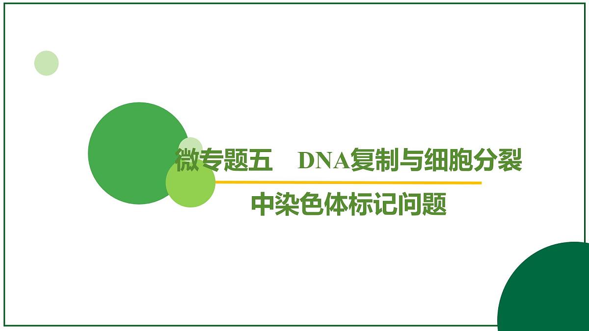2026届高考生物一轮专题复习：专题6 微专题5 DNA复制与细胞分裂中染色体标记问题 课件第2页