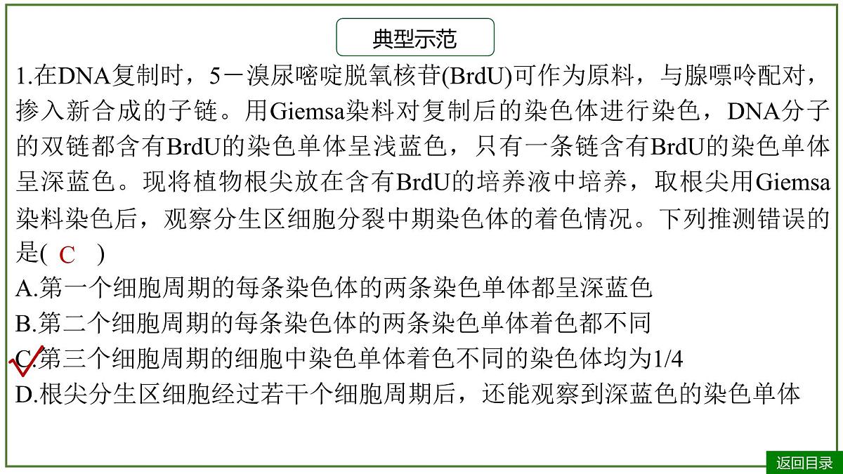2026届高考生物一轮专题复习：专题6 微专题5 DNA复制与细胞分裂中染色体标记问题 课件第4页