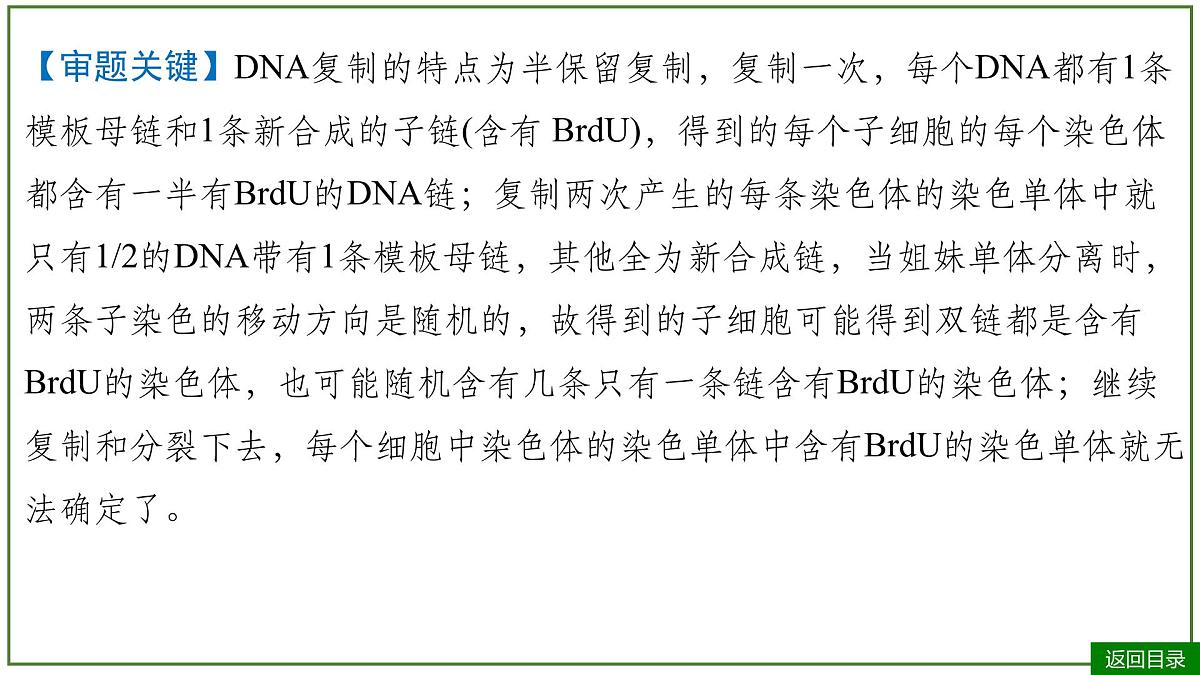2026届高考生物一轮专题复习：专题6 微专题5 DNA复制与细胞分裂中染色体标记问题 课件第5页
