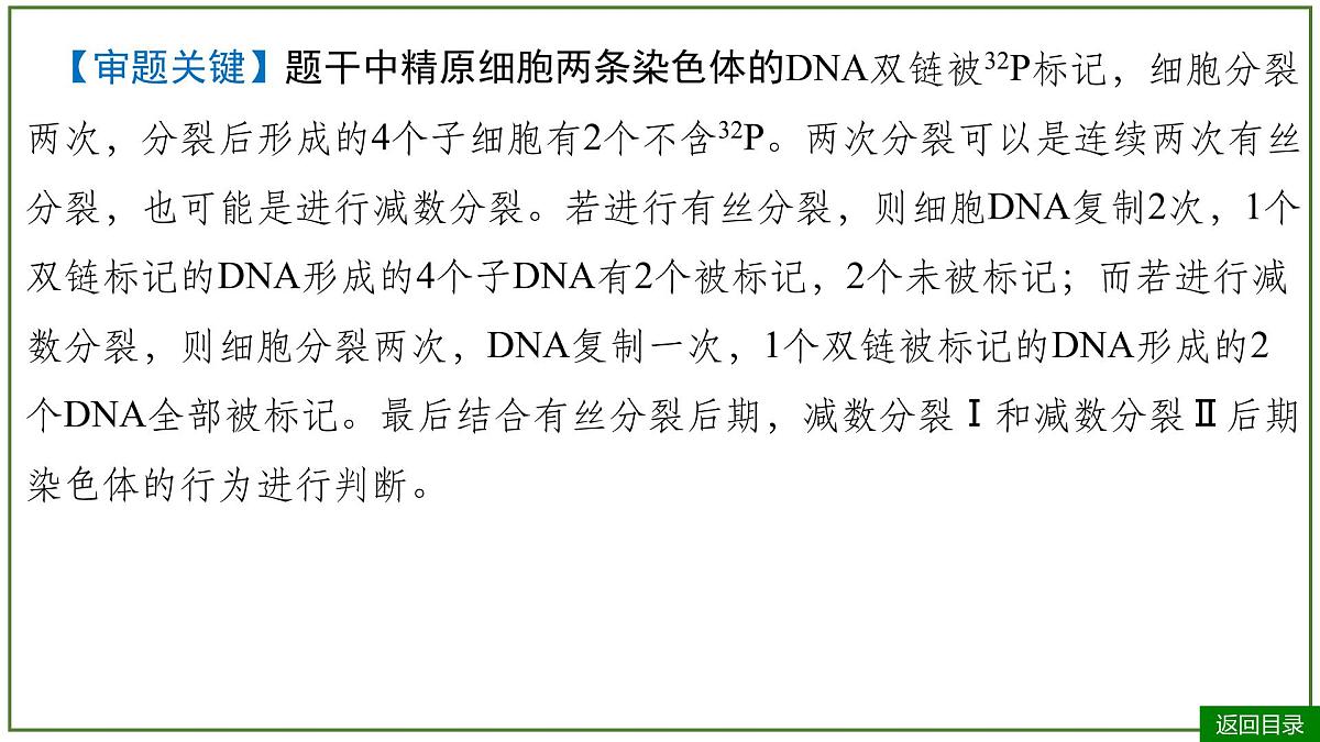 2026届高考生物一轮专题复习：专题6 微专题5 DNA复制与细胞分裂中染色体标记问题 课件第7页