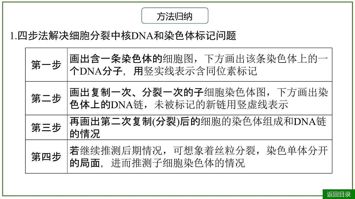 2026届高考生物一轮专题复习：专题6 微专题5 DNA复制与细胞分裂中染色体标记问题 课件第8页