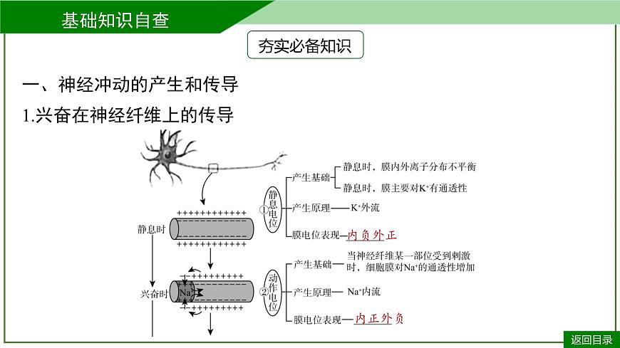 2026届高考生物一轮专题复习：专题8 第3讲 神经调节(二)——神经冲动的产生和 课件第7页
