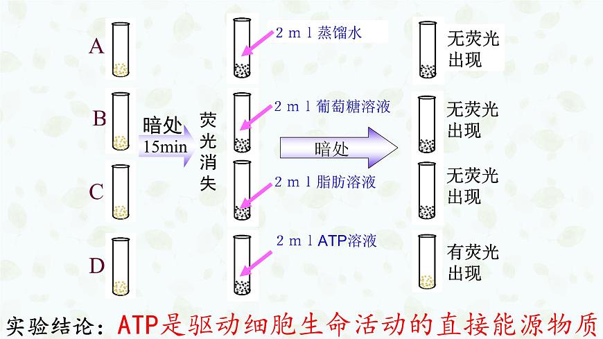5.2 细胞的能量“货币”ATP 课件-2025-2026学年上学期高一生物（人教版）必修1第4页