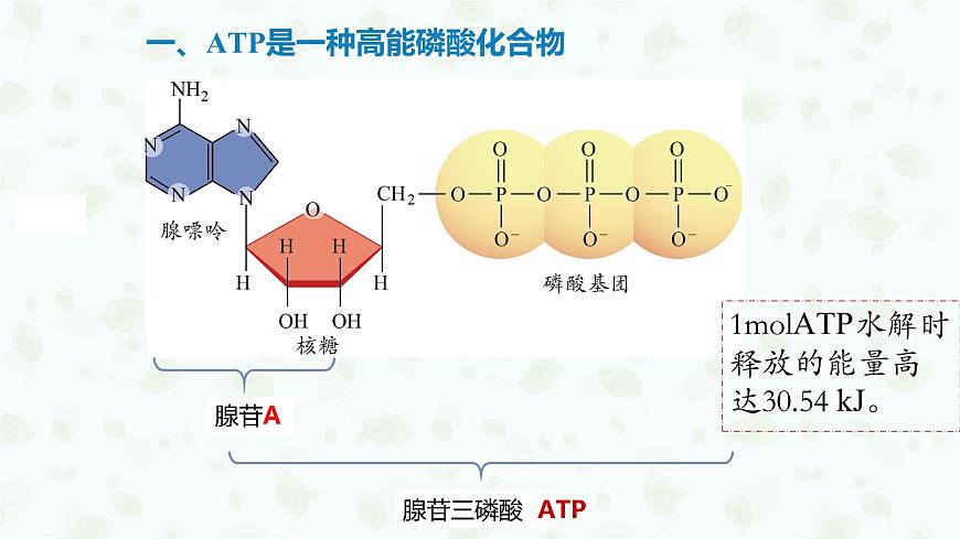 5.2 细胞的能量“货币”ATP 课件-2025-2026学年上学期高一生物（人教版）必修1第8页