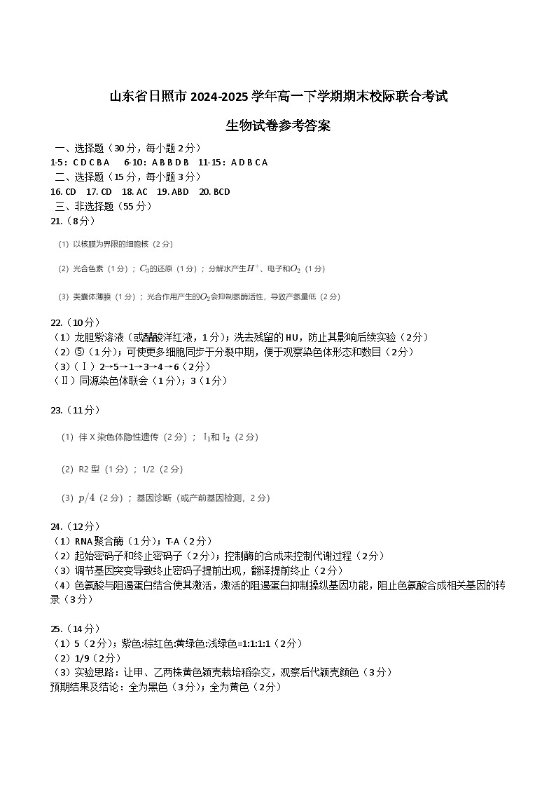 山东省日照市2024-2025学年高一下学期期末校际联考生物答案第1页