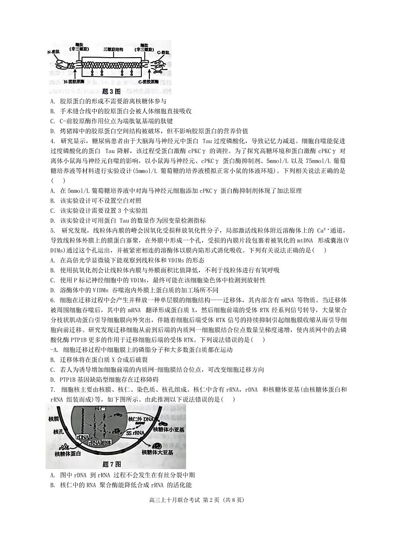 2025届重庆市拔尖强基联盟高三下学期10月联考-生物试题（含答案）第2页