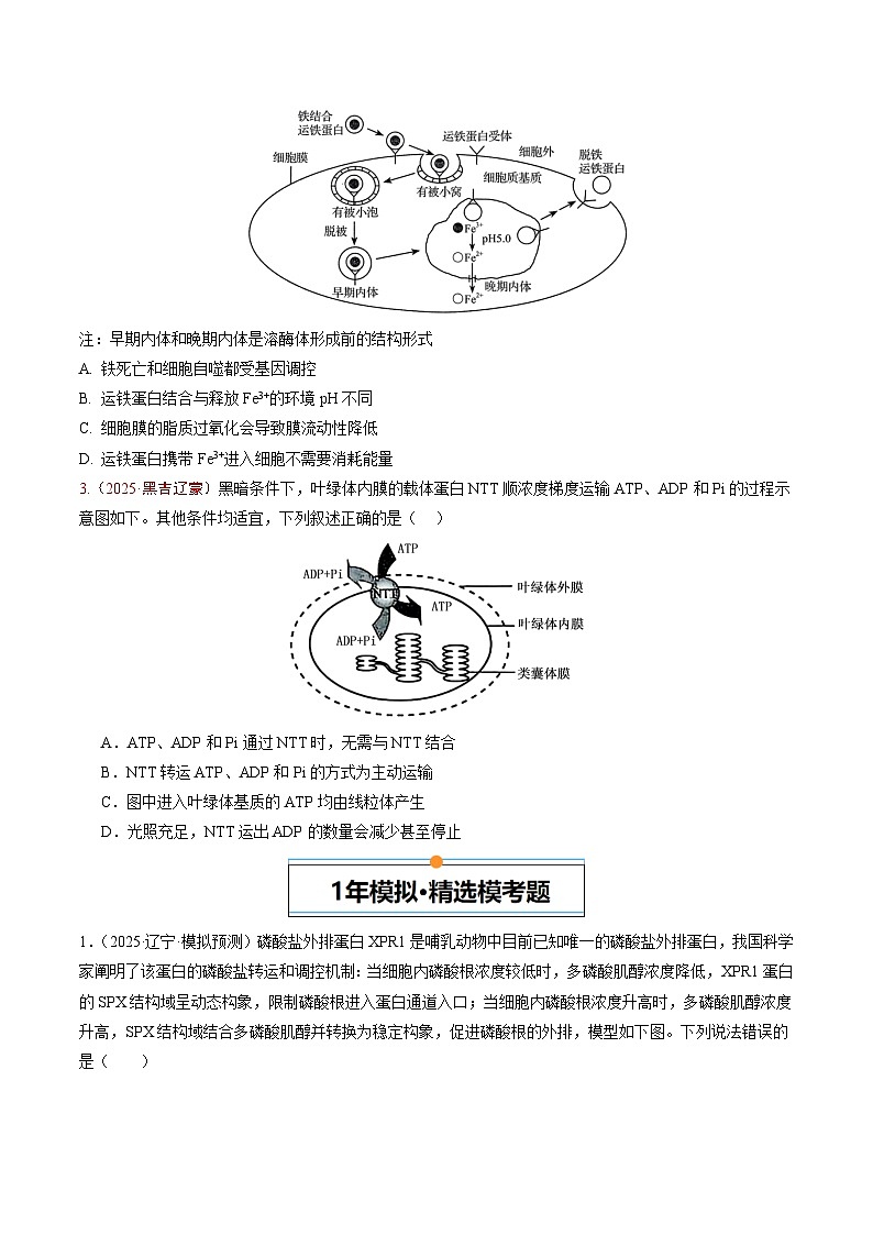 5年（2021-2025）高考1年模拟生物真题分类汇编专题01 细胞的分子组成、结构及物质运输（原卷版）（黑吉辽蒙专用）第3页