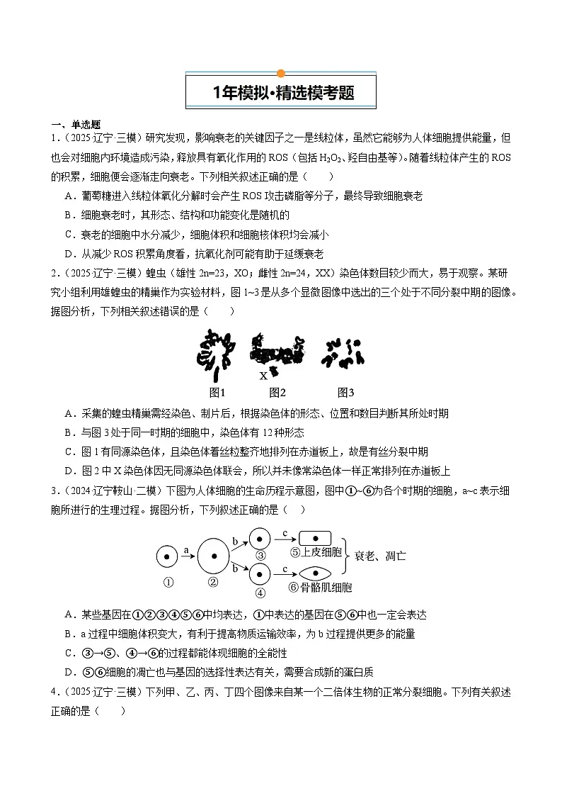 5年（2021-2025）高考1年模拟生物真题分类汇编专题03 细胞的生命历程（原卷版）（黑吉辽蒙专用）第3页