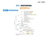 2.1神經(jīng)調(diào)節(jié)的結(jié)構(gòu)基礎(chǔ)知識點串講課件+分層訓(xùn)練-人教版高中生物高二上冊（選必一）
