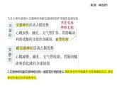 2.1神經(jīng)調(diào)節(jié)的結(jié)構(gòu)基礎(chǔ)知識點串講課件+分層訓(xùn)練-人教版高中生物高二上冊（選必一）
