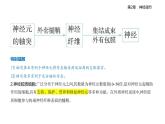 2.1神經(jīng)調(diào)節(jié)的結(jié)構(gòu)基礎(chǔ)知識點串講課件+分層訓(xùn)練-人教版高中生物高二上冊（選必一）