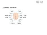 2.5人腦的高級(jí)功能知識(shí)點(diǎn)串講課件+分層訓(xùn)練-人教版高中生物高二上冊(cè)（選必一）