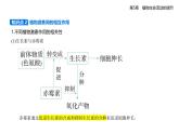 5.2  其他植物激素知識(shí)點(diǎn)串講課件+分層訓(xùn)練-人教版高中生物高二上冊(cè)（選必一）