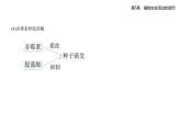 5.2  其他植物激素知識(shí)點(diǎn)串講課件+分層訓(xùn)練-人教版高中生物高二上冊(cè)（選必一）