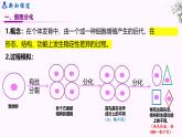 人教版2019 高中生物 必修1 第六章 6.2《細(xì)胞分化》（PPT+教案）
