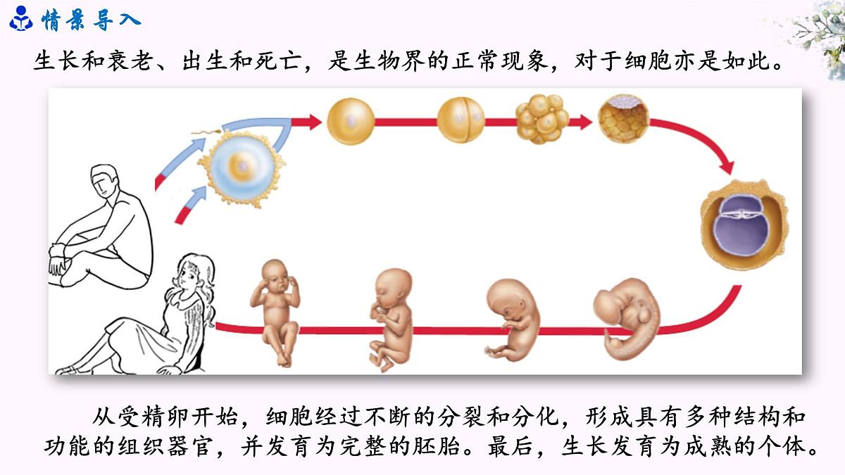6.3《细胞衰老和死亡》第4页