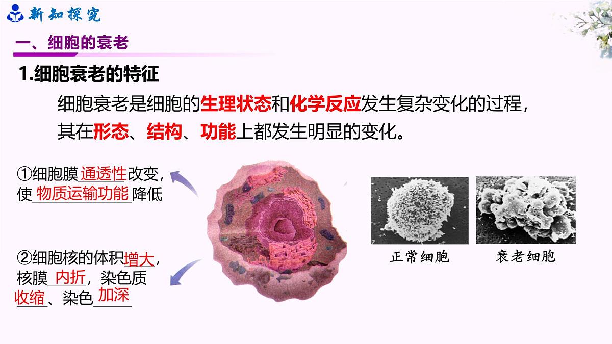 6.3《细胞衰老和死亡》第6页