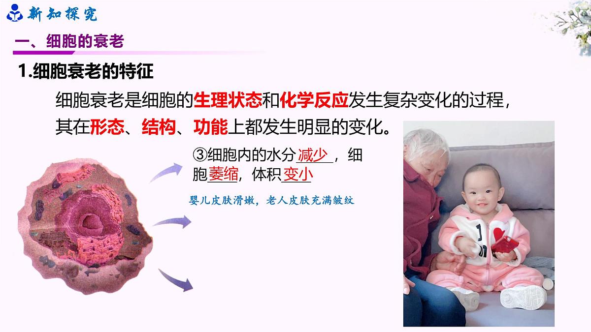 6.3《细胞衰老和死亡》第7页