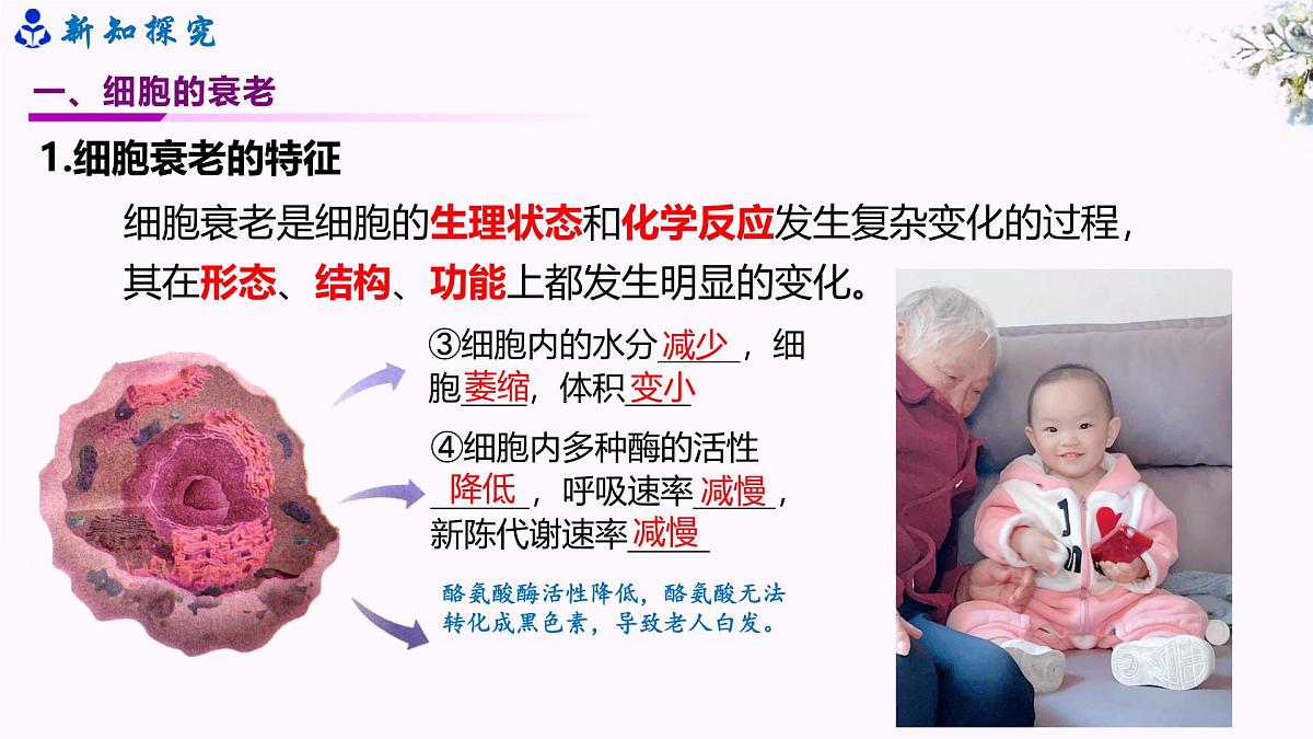 6.3《细胞衰老和死亡》第8页