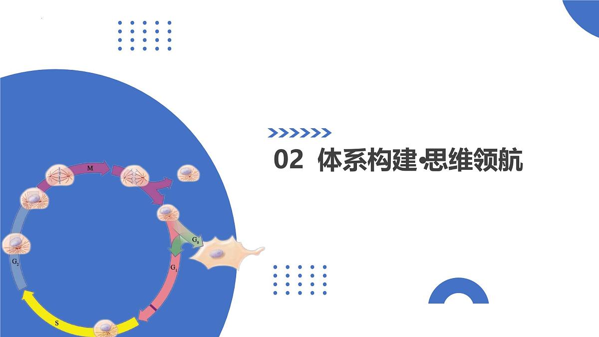 第13讲+减数分裂和受精作用（复习课件）（天津专用）2026年高考生物一轮复习讲练测第5页