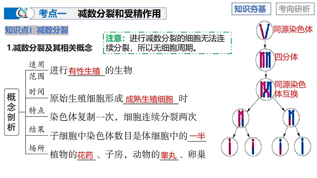 第13讲+减数分裂和受精作用（复习课件）（天津专用）2026年高考生物一轮复习讲练测第8页