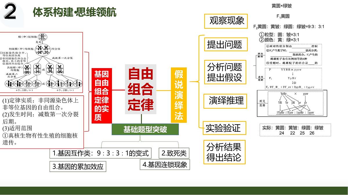 第15讲+自由组合定律（复习课件）（黑吉辽蒙专用）2026年高考生物一轮复习讲讲练测第4页